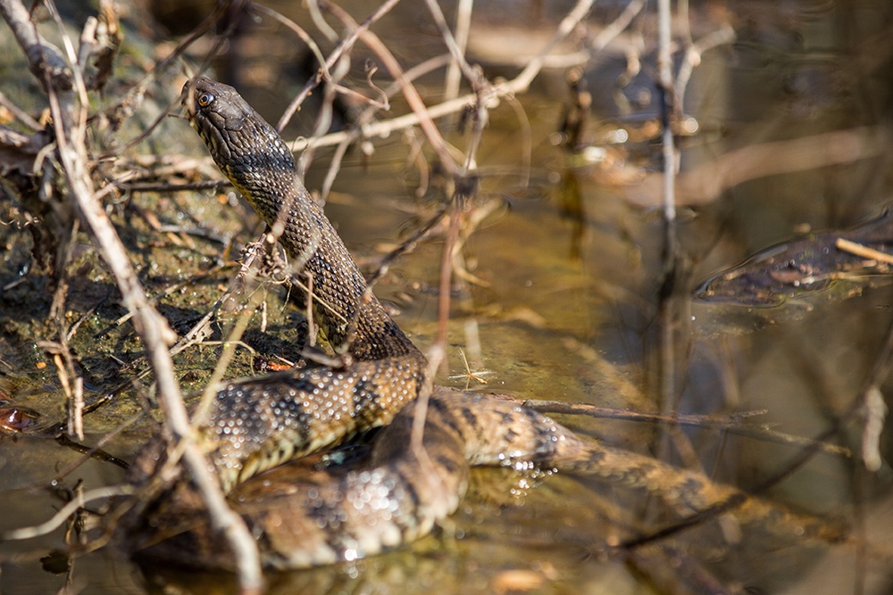 YOUR ENVIRONMENT: Herpetofauna diversity on Fort Campbell