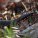 YOUR ENVIRONMENT: Herpetofauna diversity on Fort Campbell