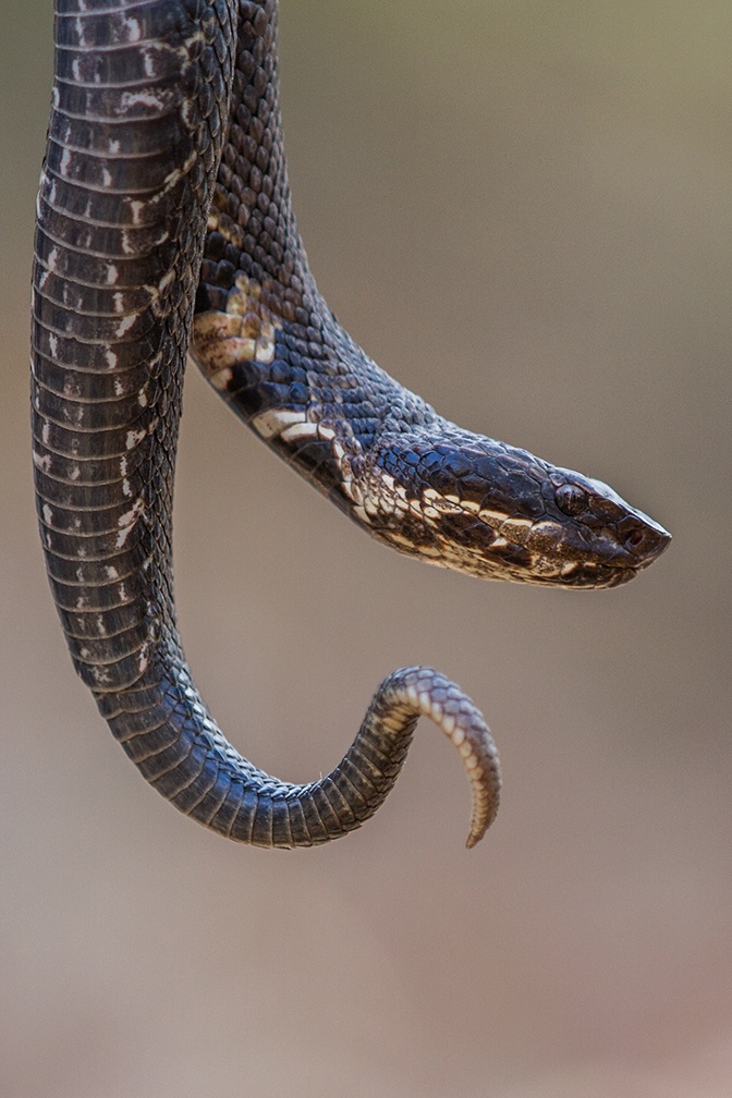 Herpetofauna diversity on Fort Campbell