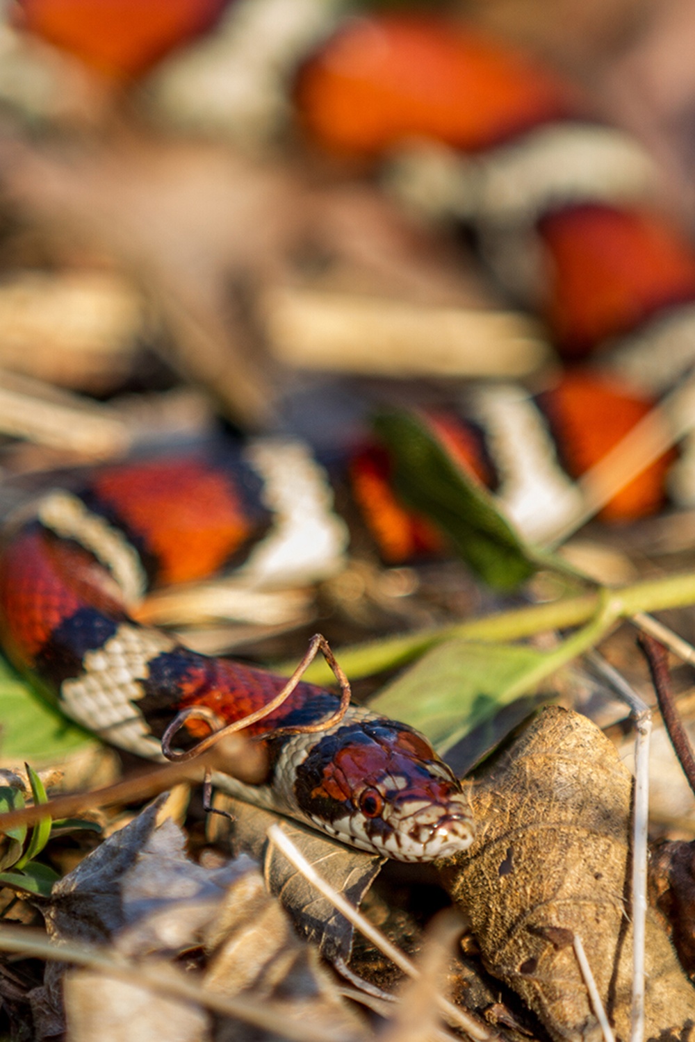 Eastern Coral Snake  National Geographic