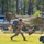 A soldier in US Army OCP (Operational Camouflage Pattern) uniform is running across a grassy field while carrying a large green military case and wearing a loaded rucksack. The setting appears to be a military training event or competition, indicated by yellow boundary tape, camouflage netting, and sandbag positions. The background includes a wooded area with tall pine trees and civilian vehicles parked nearby.