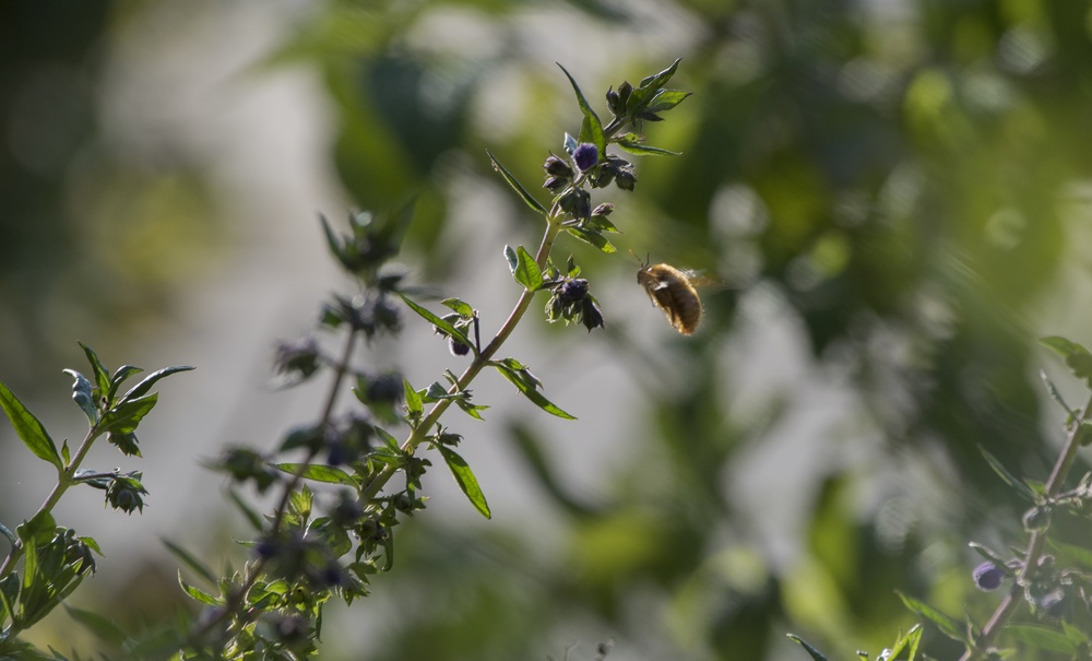 Flora and Fauna Northern California