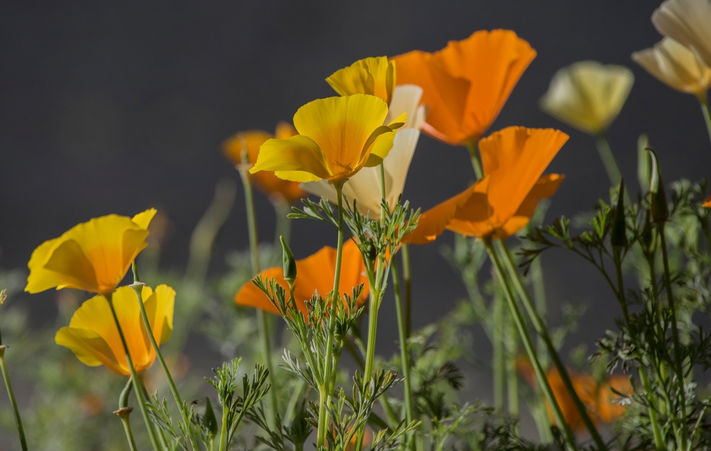 Flora and Fauna Northern California