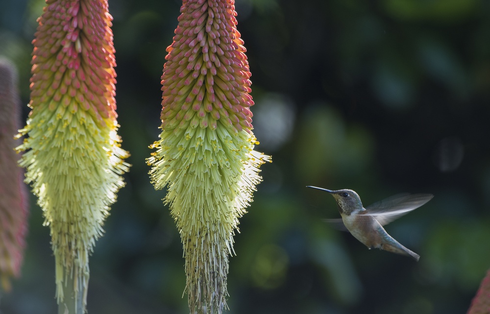 Flora and Fauna Northern California