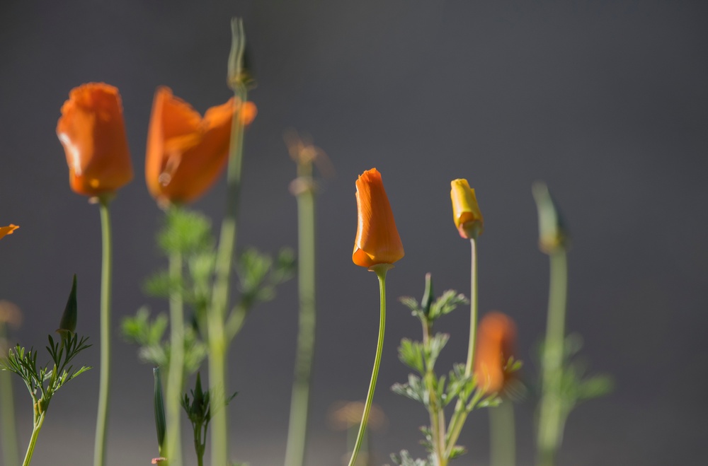 Flora and Fauna Northern California