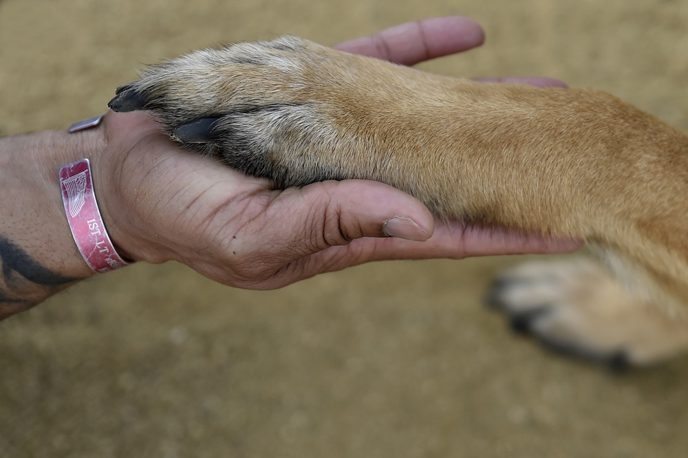 Service dog lends war veteran a helping paw