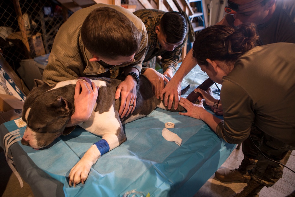 IRT Artic Care provides veterinary care