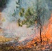 YOUR ENVIRONMENT: Using fire to sustain the ecosystem