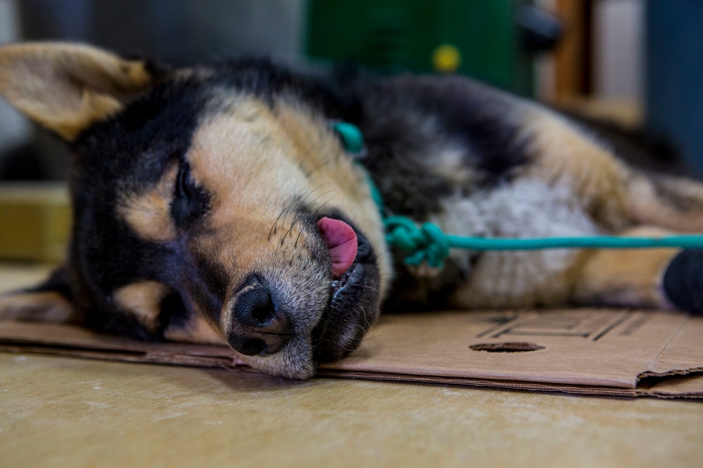 IRT Artic Care provides veterinary care