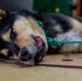 IRT Artic Care provides veterinary care