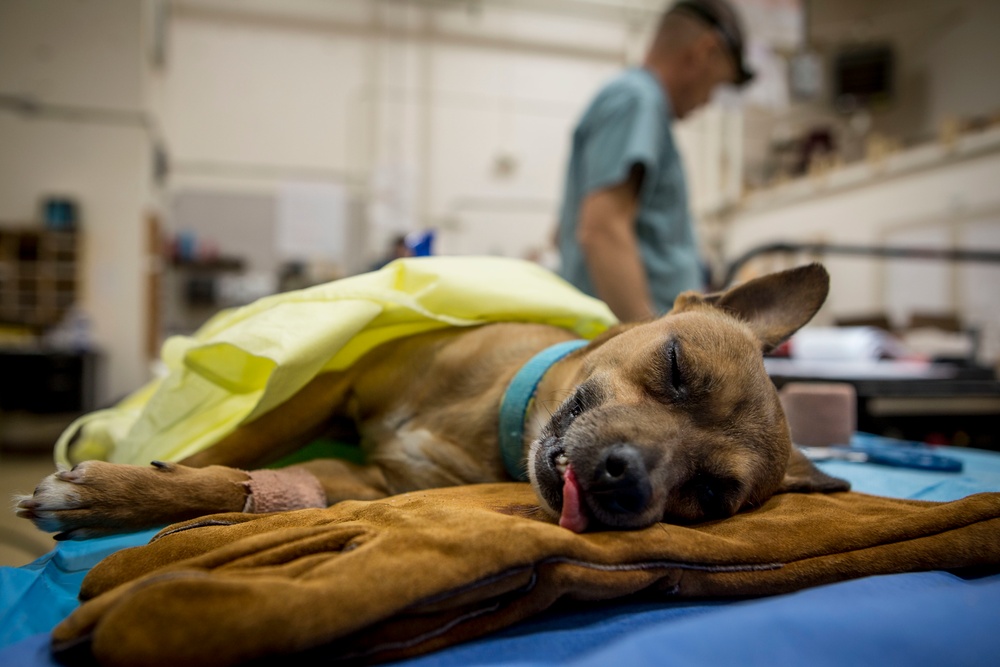 IRT Artic Care provides veterinary care