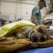 IRT Artic Care provides veterinary care
