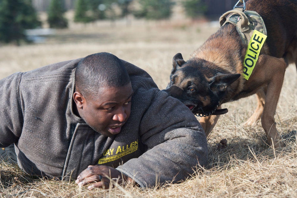 Air Force military working dog teams conduct aggression training at JBER
