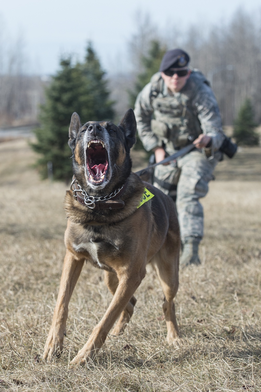 Air Force military working dog teams conduct aggression training at JBER