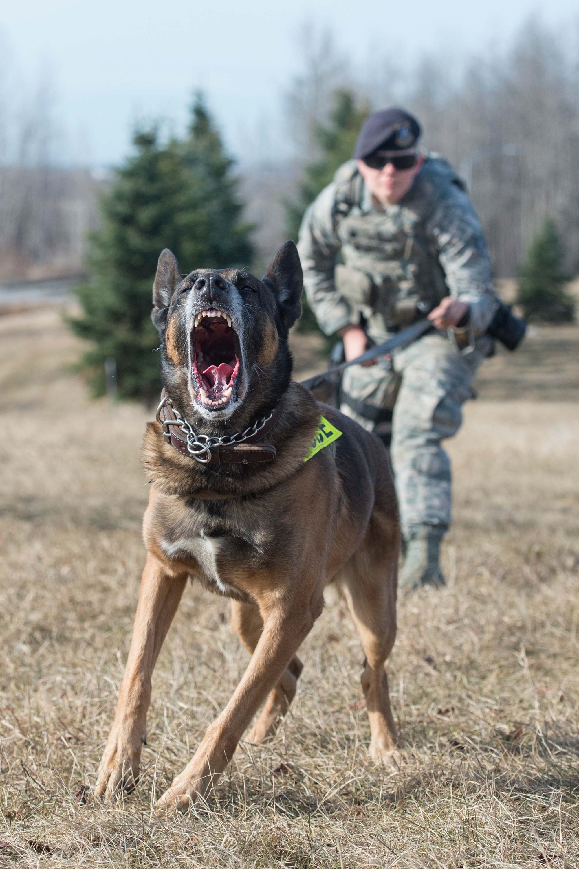 air force dog