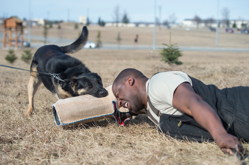Air Force military working dog teams conduct aggression training at JBER