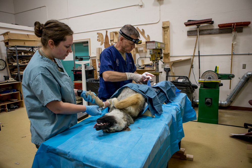 IRT Artic Care provides veterinary care