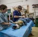 IRT Artic Care provides veterinary care