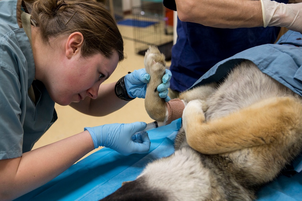 IRT Artic Care provides veterinary care