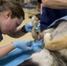 IRT Artic Care provides veterinary care