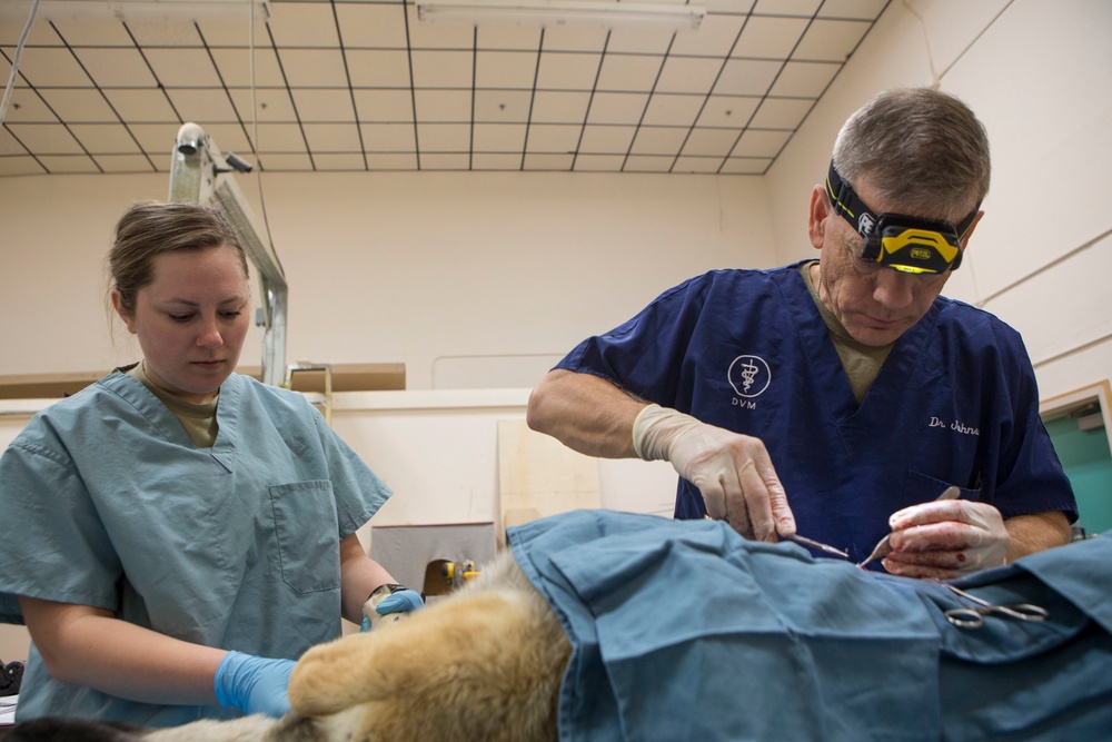 IRT Artic Care provides veterinary care