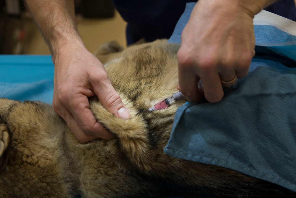 IRT Artic Care provides veterinary care