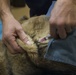 IRT Artic Care provides veterinary care