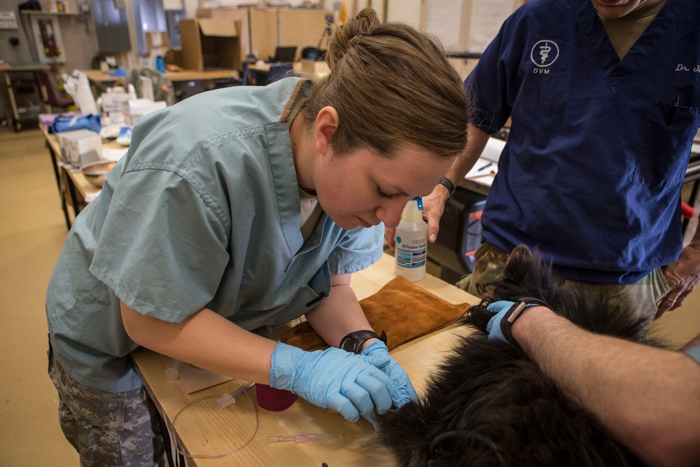 IRT Artic Care provides veterinary care