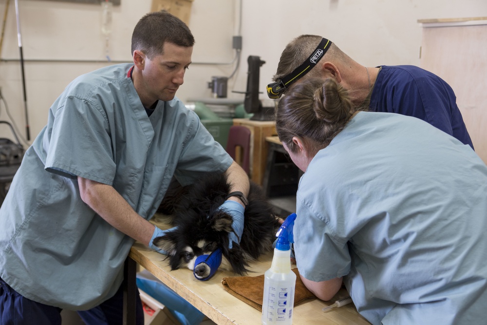 IRT Artic Care provides veterinary care