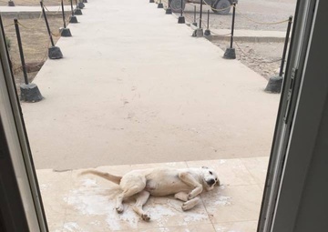 Erby the dog waits for belly rubs