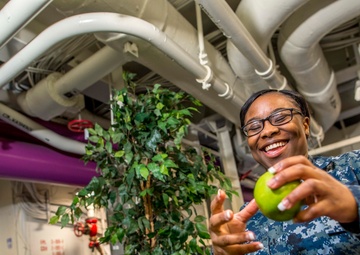 GHWB Sailor stocks apples.