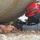 Guardian Response 18: 22nd Engineer Clearance Company trains in technical search and rescue Guardian Response 18: 22nd Engineer Clearance Company trains in technical search and rescue