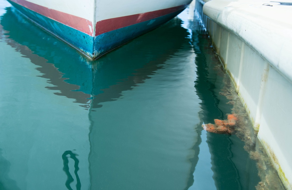 Sponges at Rainbow Bay Marina Used for University of Hawaii at Manoa Research