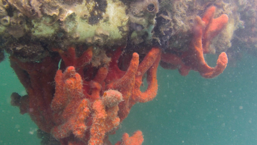 Sponges at JBPHH Rainbow Bay Marina Used for University of Hawaii at Manoa Research