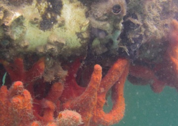 Joint Base Pearl Harbor-Hickam Assists University of Hawaii with Alzheimer’s Autism Research