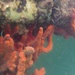 Sponges at JBPHH Rainbow Bay Marina Used for University of Hawaii at Manoa Research