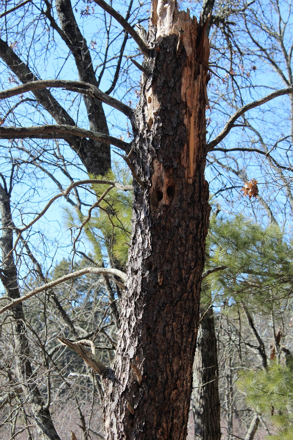 Fort McCoy's Pine View Recreation Area