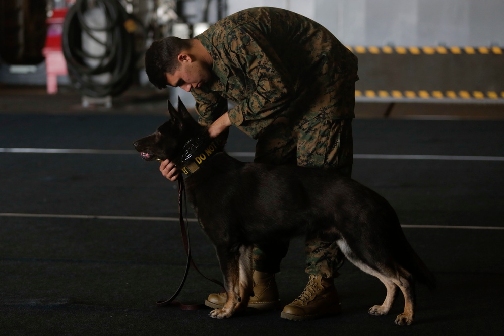 U.S. Marines Demonstrate K-9 Handling