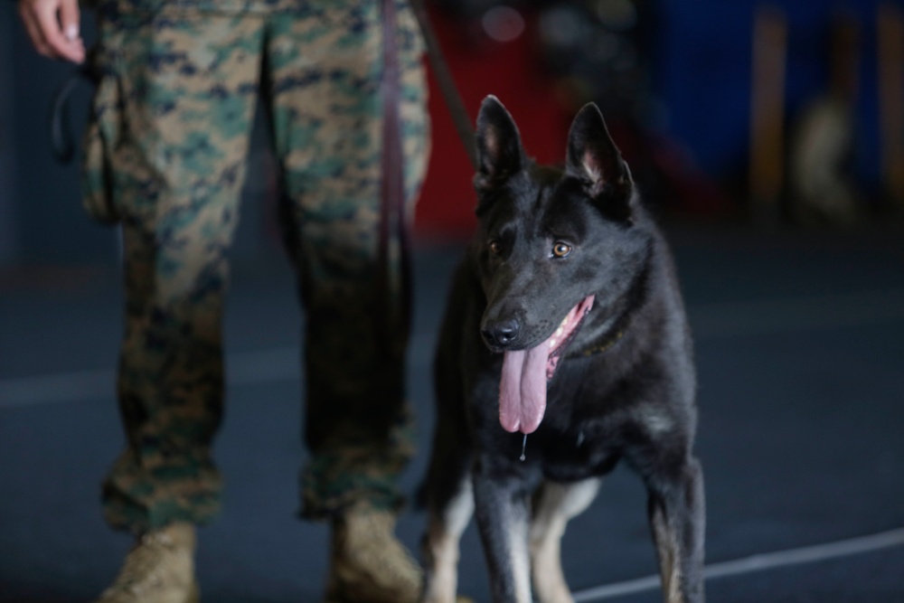U.S. Marines Demonstrate K-9 Handling