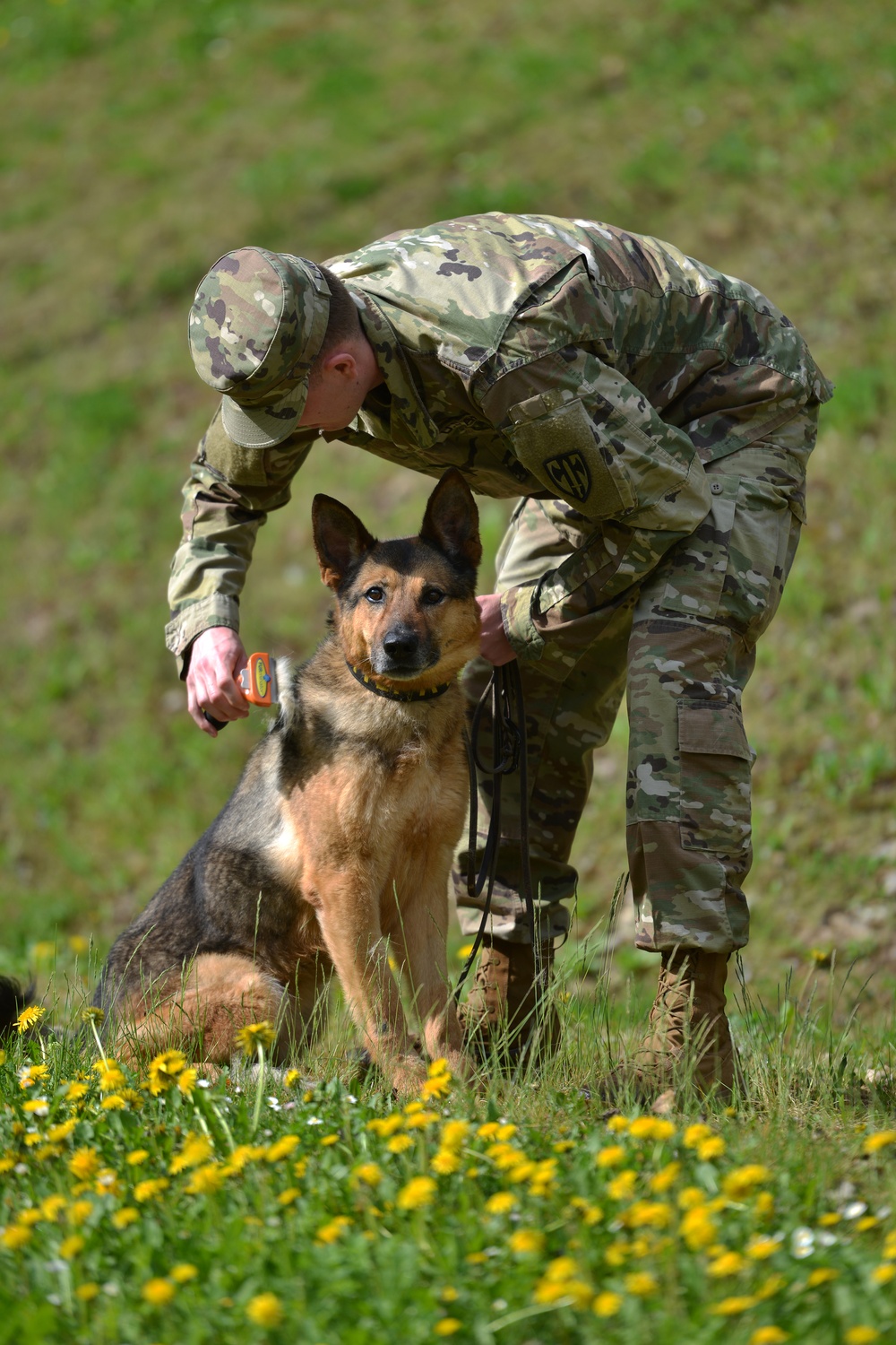 Military Working Dogs Train in Germany