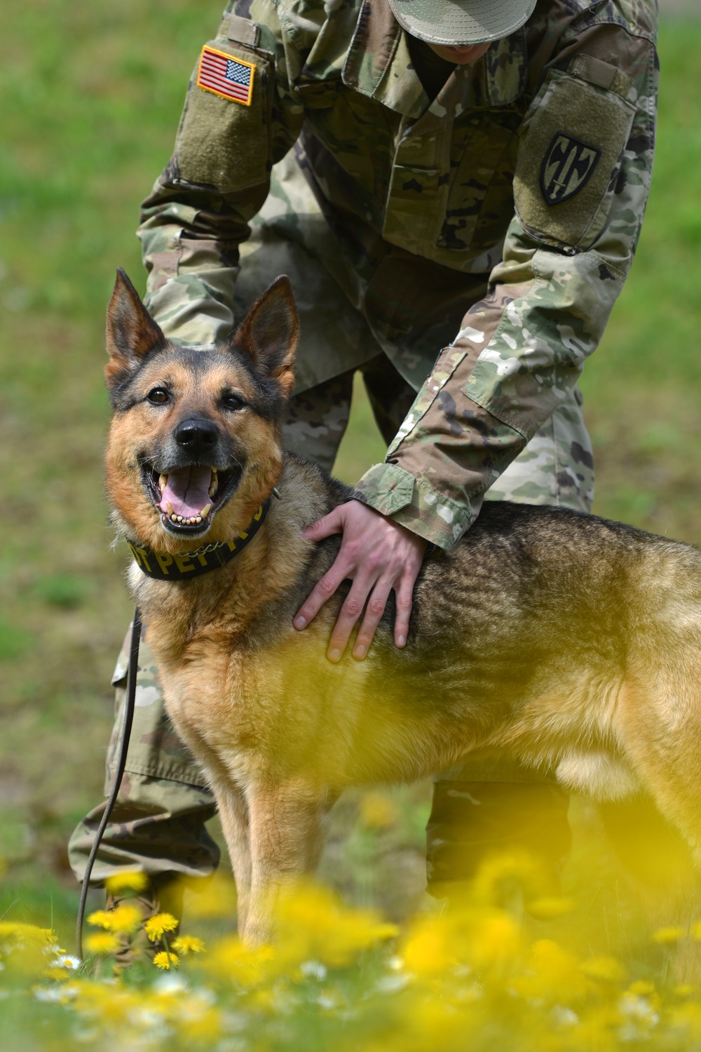 Military Working Dogs Train in Germany