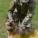 Military Working Dogs Train in Germany