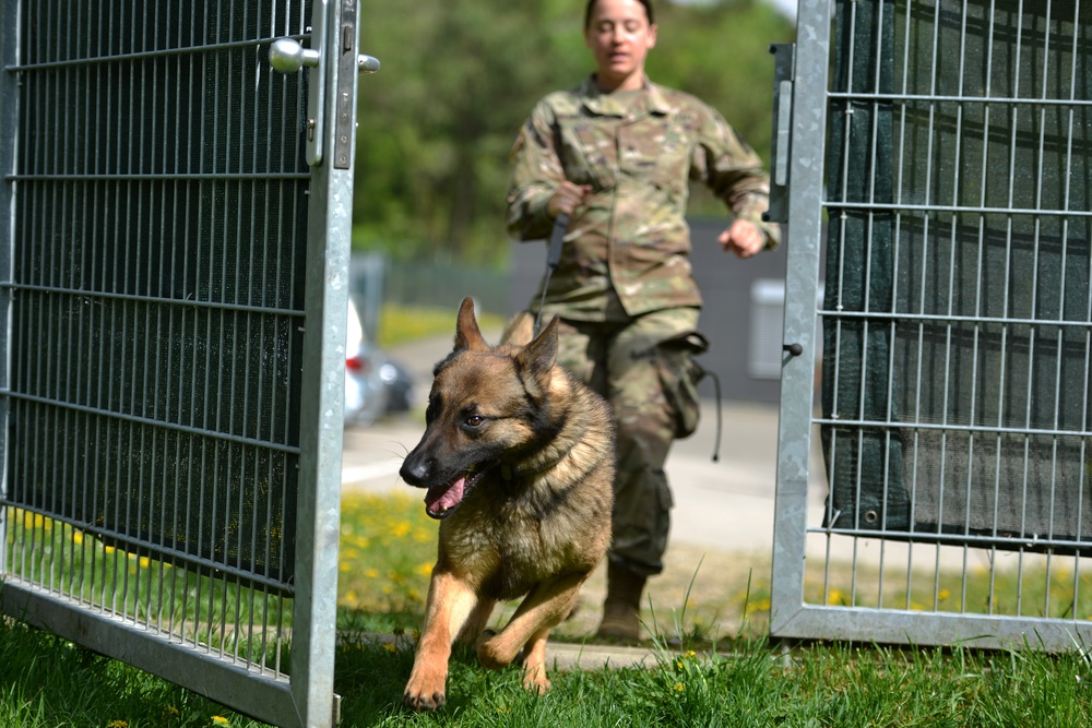 Military Working Dogs Train in Germany