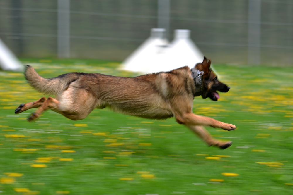 Military Working Dogs Train in Germany