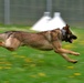 Military Working Dogs Train in Germany