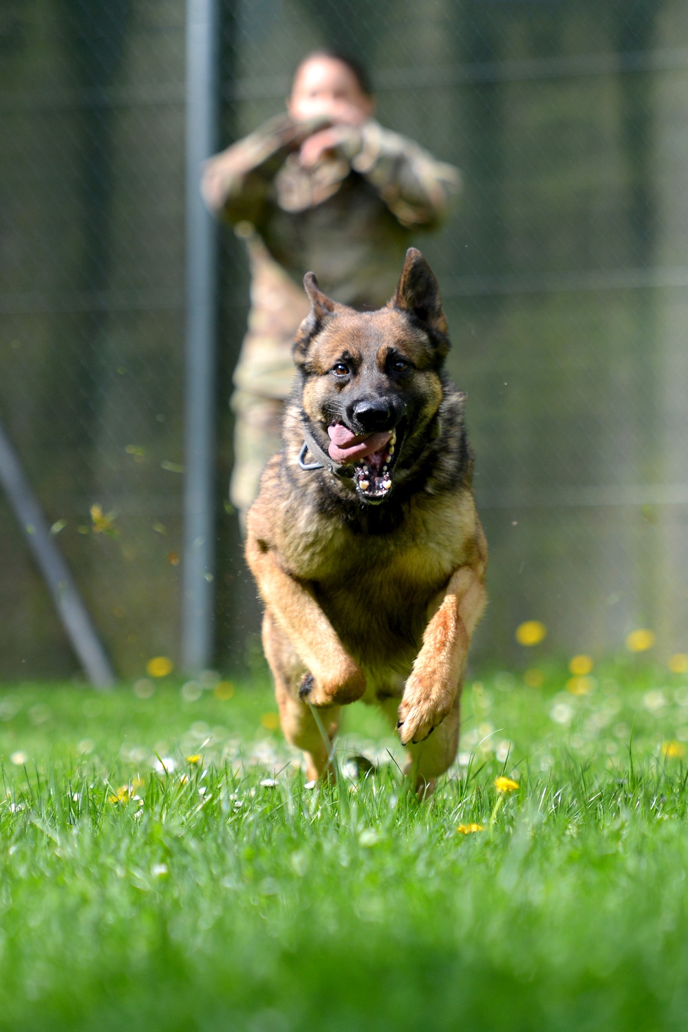 Military Working Dogs Train in Germany