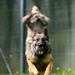 Military Working Dogs Train in Germany