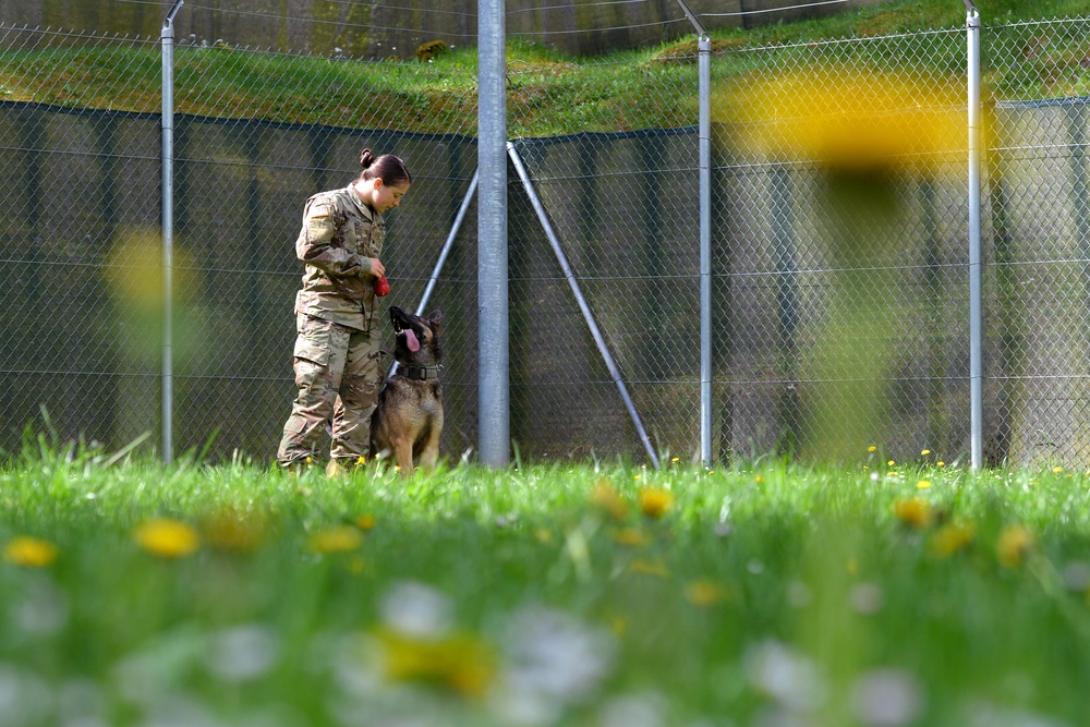 Military Working Dogs Train in Germany