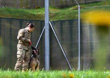 Military Working Dogs Train in Germany