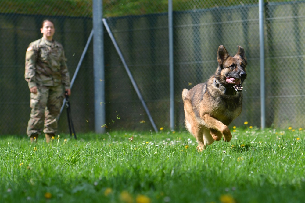 Military Working Dogs Train in Germany